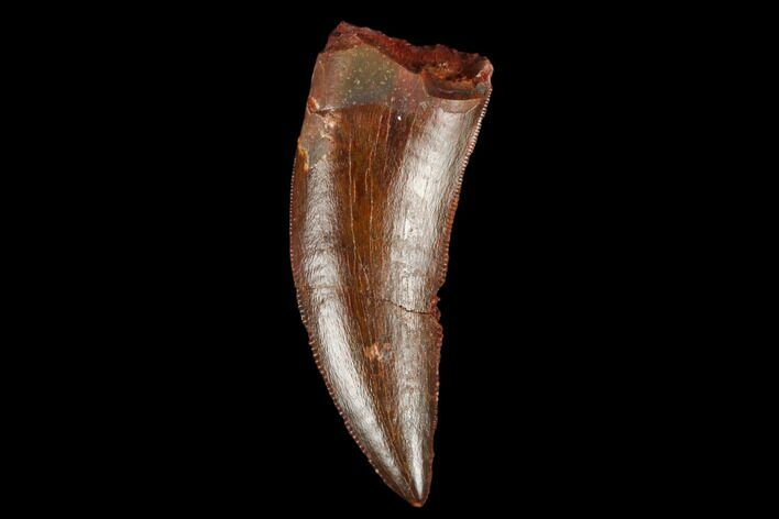 Serrated, Theropod Tooth - Kem Kem Beds, Morocco #178494